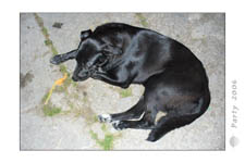 Party-2006_0094